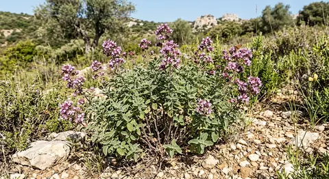 Dobromysl obecná (Origanum vulgare)