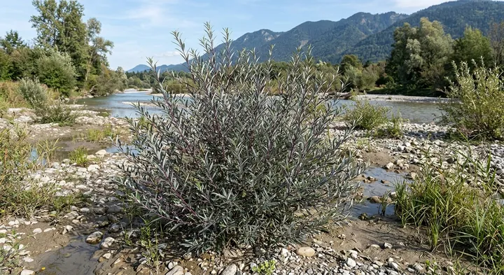 Purple Osier Willow (Salix purpurea)
