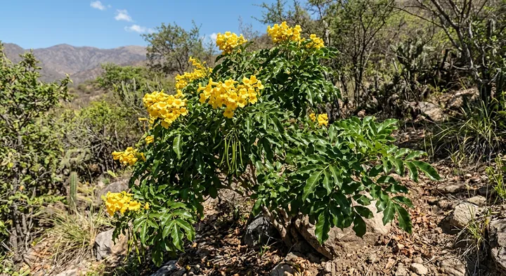 Tecoma squamellulosa (Tecoma squamellulosa)