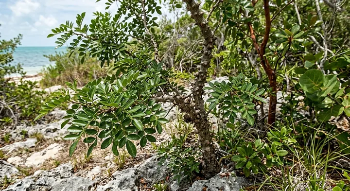 Prickly Ash (Zanthoxylum spinosum)