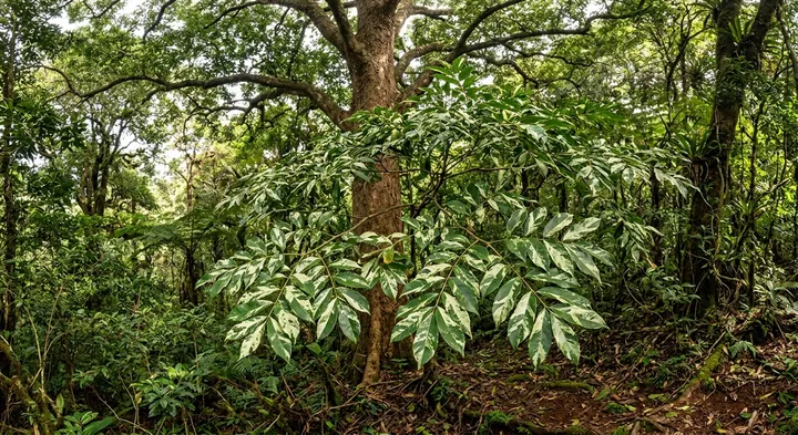 False aralia (Alfaropsis)