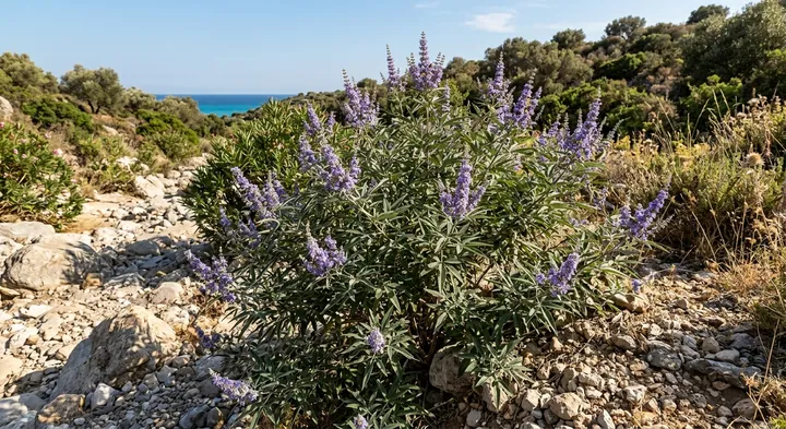 Chaste tree (Vitex agnus-castus)