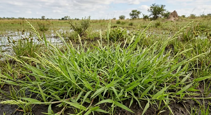 Nile grass (Acroceras macrum)