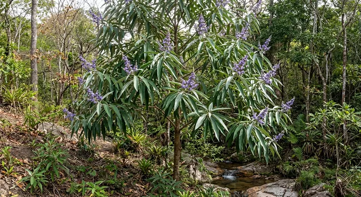 Orinoco Chastetree (Vitex orinocensis)
