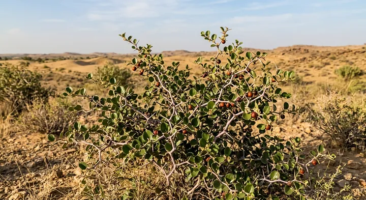 Ziziphus rotundifolia (Ziziphus rotundifolia)