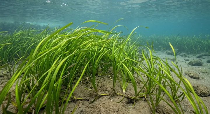 Eelgrass (Zostera bullata)