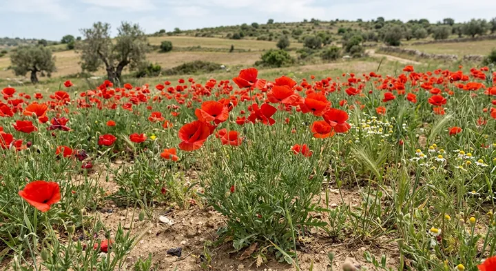 Common Poppy (Papaver rhoeas)