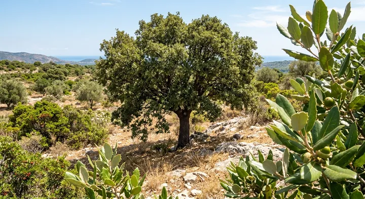 Holm Oak (Quercus ilex)