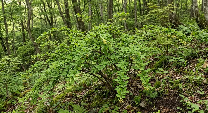 Japanese Barberry (Berberis thunbergii)