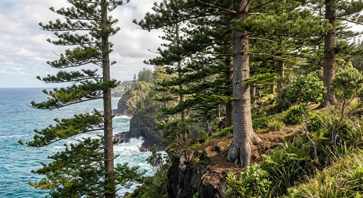 Norfolk Island Pine (Araucaria heterophylla)