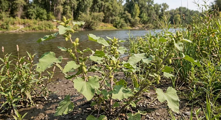Common Cocklebur (Xanthium pennsylvanicum)