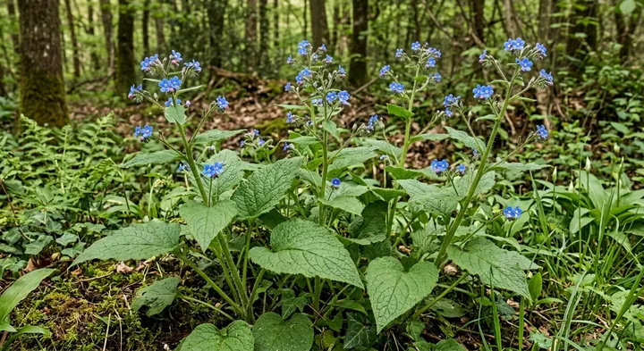Green Alkanet (Pentaglottis sempervirens)
