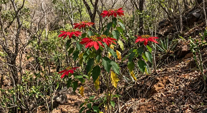 Poinsettia (Poinsettia pulcherrima)