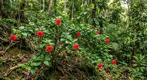 Chinesischer Roseneibisch (Hibiscus rosa-sinensis)