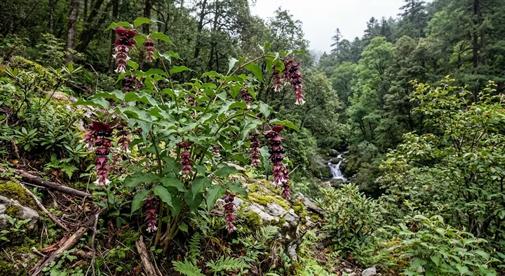 Himalayan Honeysuckle (Leycesteria formosa)