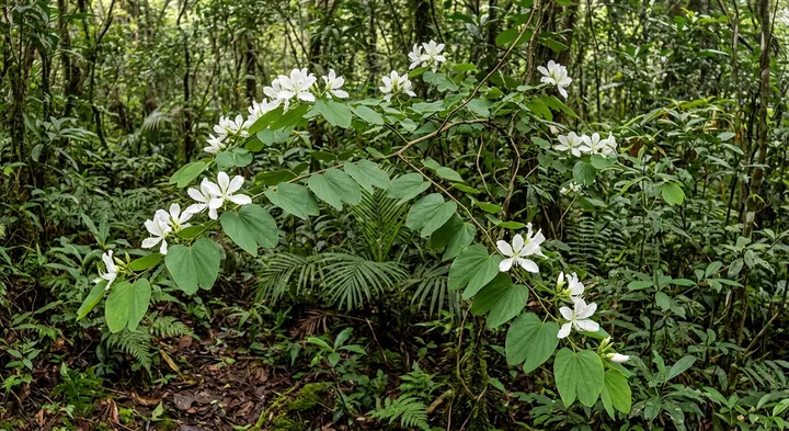 Bauhinia hekouensis (Phanera hekouensis)
