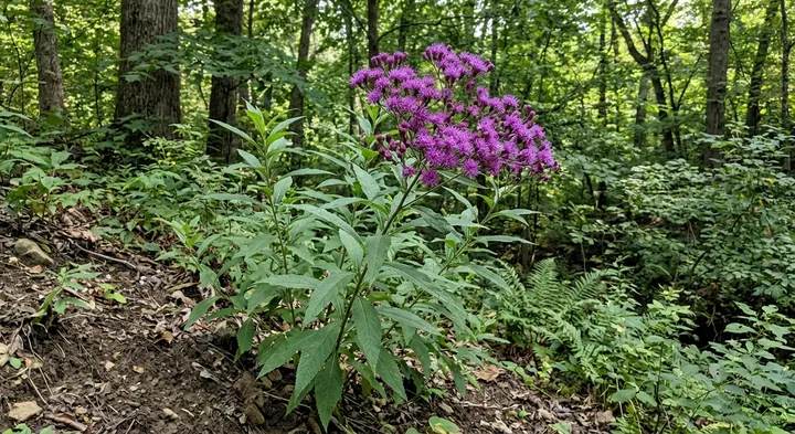 Vernonia parviflora (Vernonia parviflora)