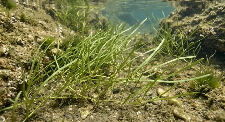 Bluntleaf Horned Pondweed (Zannichellia obtusifolia)