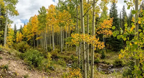 Amerikanische Zitterpappel (Populus tremuloides)