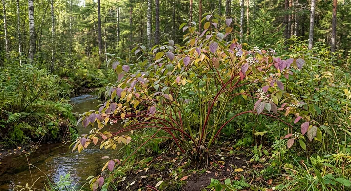 Tartarian Dogwood (Cornus alba)