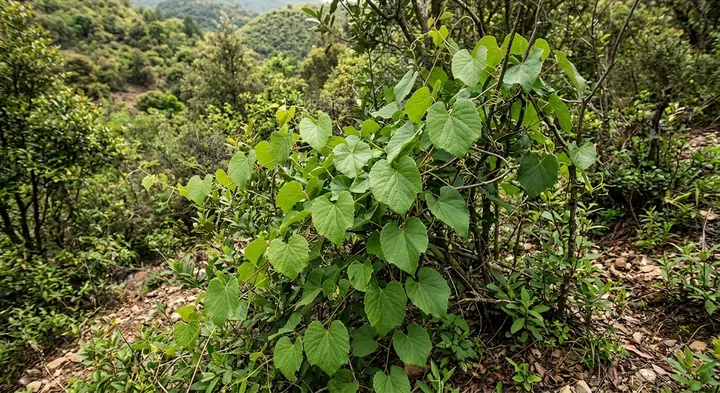Chinese grape (Vitis balansana)