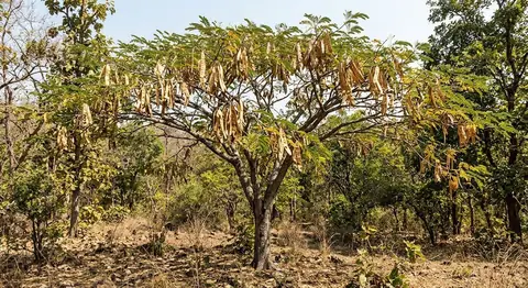 Acacia lebbek (Acacia lebbek)