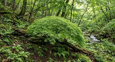 Acer palmatum dissectum (Acer palmatum dissectum)
