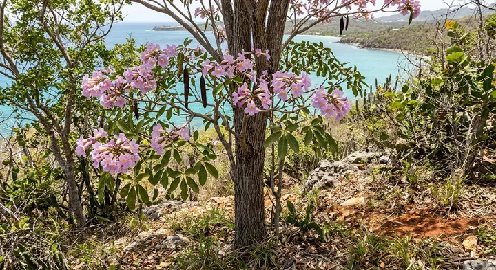 Pink Trumpet Tree (Tabebuia heterophylla)