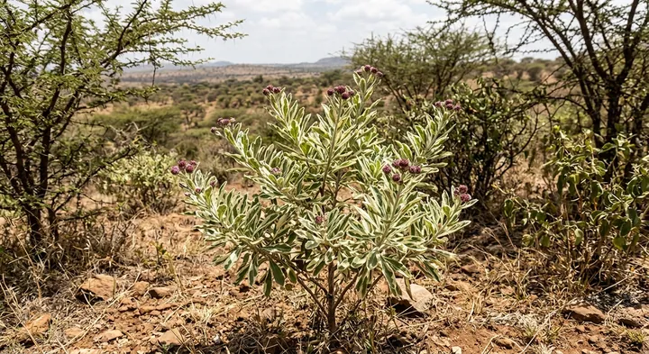 Union Leaf Plant (Orbivestus unionis)