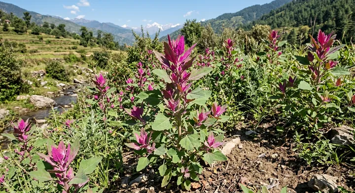 Giant Lambsquarters (Chenopodium giganteum)