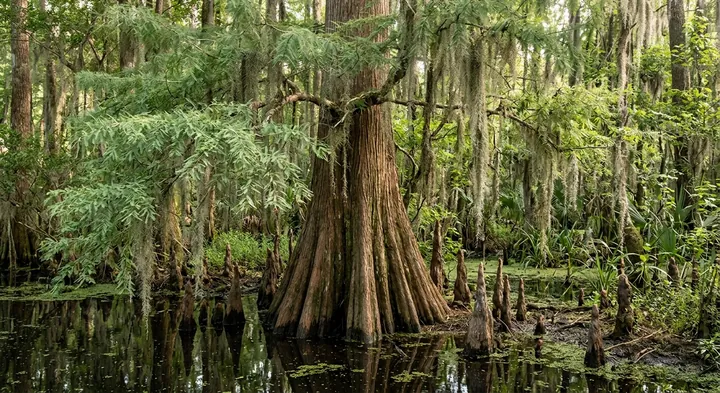 Bald Cypress (Taxodium distichum)