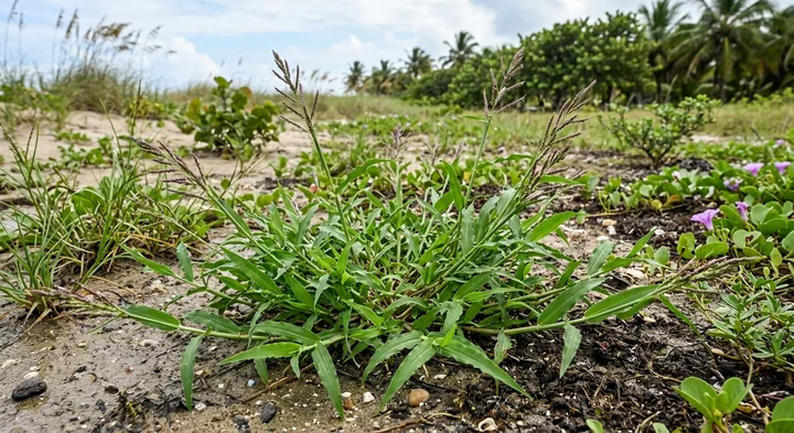 Southern Signalgrass (Urochloa adspersa)