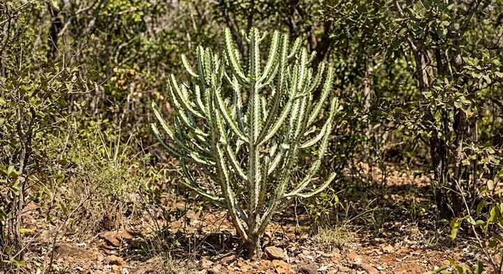 Elkhorn cactus (Euphorbia lactea)