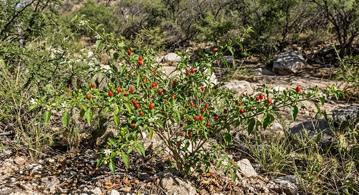 Bell Pepper (Capsicum annuum)