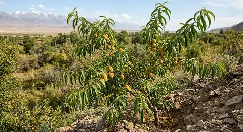 Prunus persica (Prunus persica)