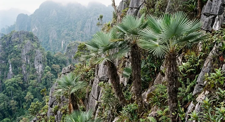 Raven's Windmill Palm (Trachycarpus ravenii)