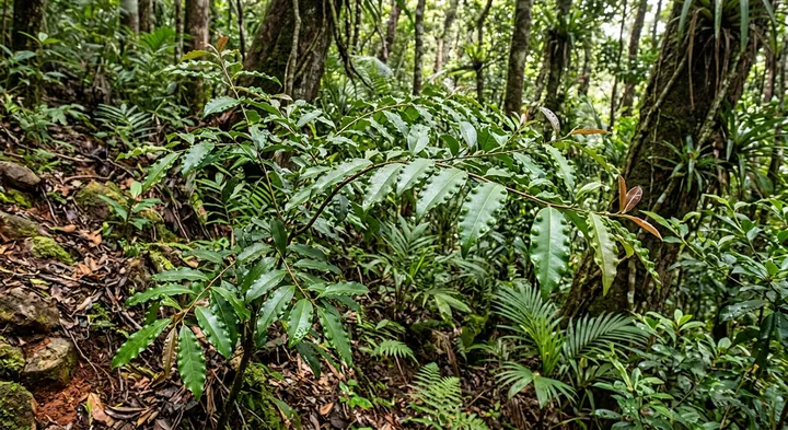 Xylosma flexuosa (Xylosma tuberculata)