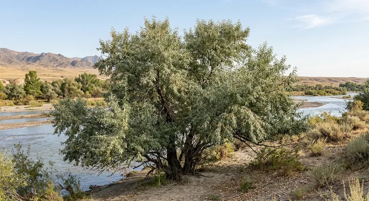 Russian Olive (Elaeagnus angustifolia)