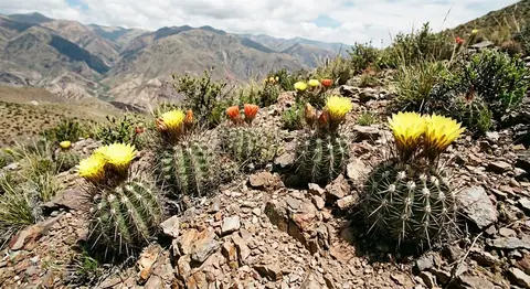 Acanthocalycium (Acanthocalycium)