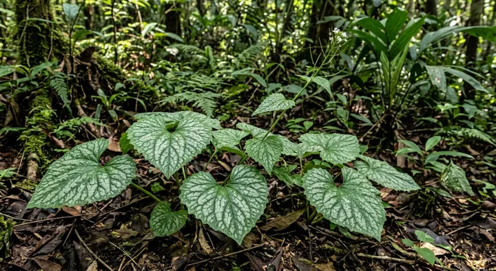 Garlic Mustard (Alliaria maingayi)