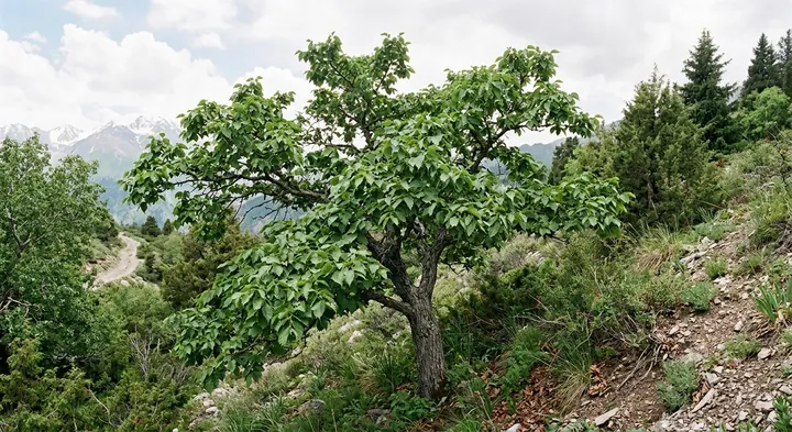 Field Elm (Ulmus corylacea)