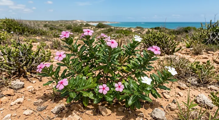 Annual Vinca (Vinca rosea)