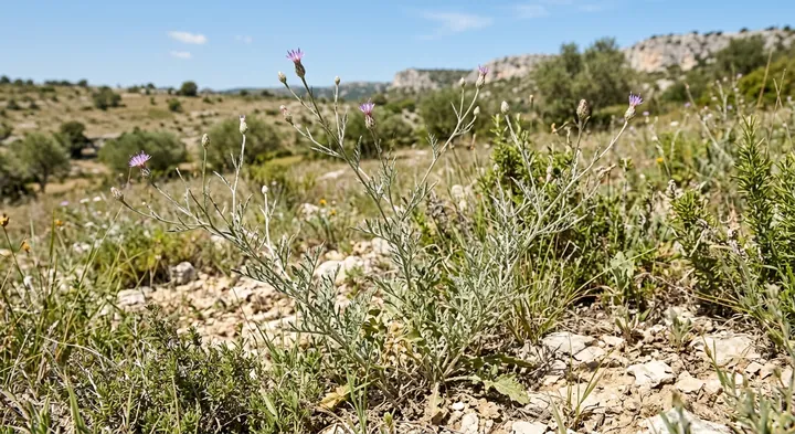 Copper Vetch (Vignea cuprina)
