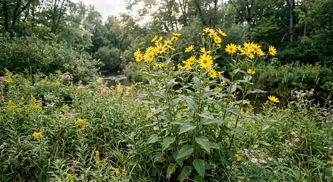Helianthus tuberosus (Helianthus tuberosus)