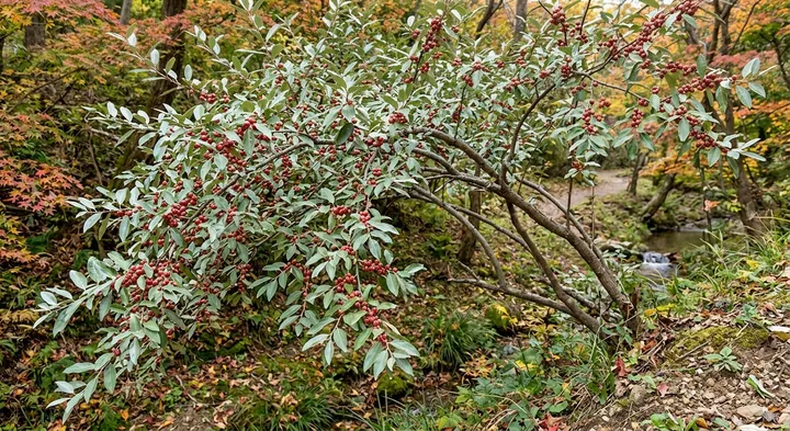 Autumn Olive (Elaeagnus umbellata)