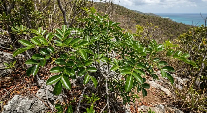 Zanthoxylum thomasianum (Zanthoxylum thomasianum)