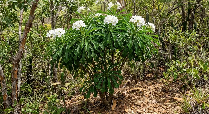Pudica Plumeria (Plumeria pudica)