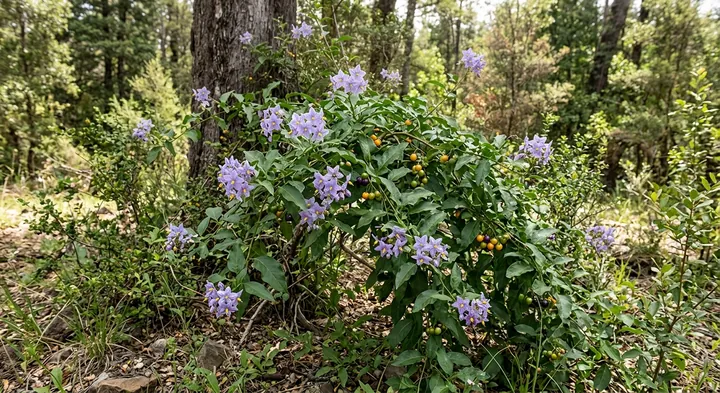 Chilean Potato Vine (Solanum crispum)