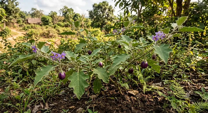 Eggplant (Solanum melongena)