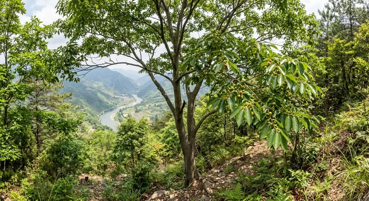 Chinese Hackberry (Celtis sinensis)